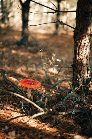 Toxic and hallucinogen mushroom Fly Agaric in grass on autumn forest backgroundの写真素材