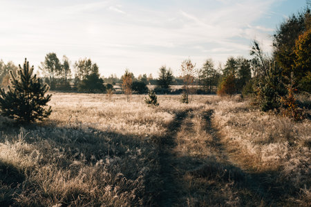 grass in the morning with frost. High quality photoの写真素材