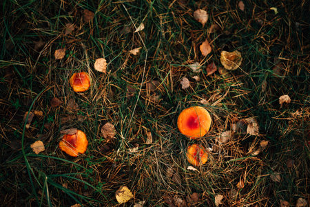 Mushroom Fly Agaric in grass on autumn forest backgroundの写真素材