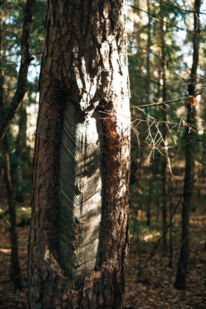 pine bark texture close up. High quality photo