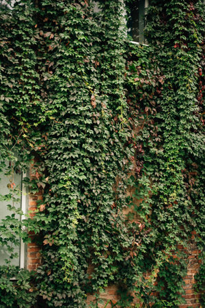 wall covered with green plants. High quality photo