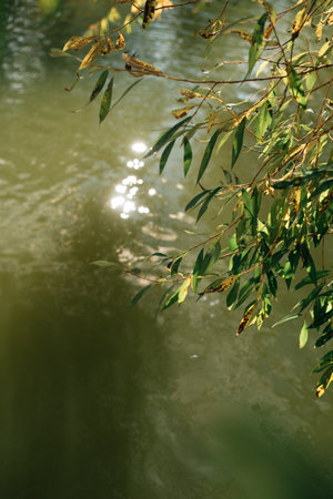 willow branches over a river with green water. High quality photoの写真素材