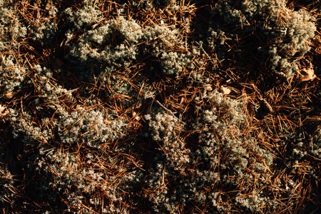 blue moss in autumn sunny forest. High quality photoの写真素材
