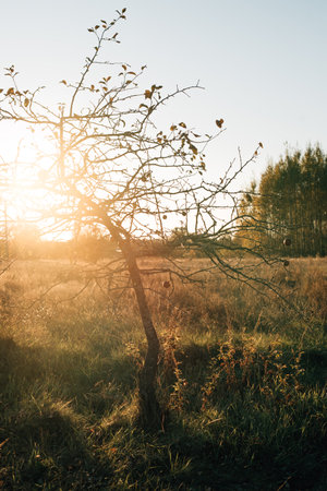 apple tree without leaves in the field. High quality photoの写真素材