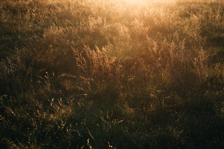 Golden autumn grass at sunset. High quality photo