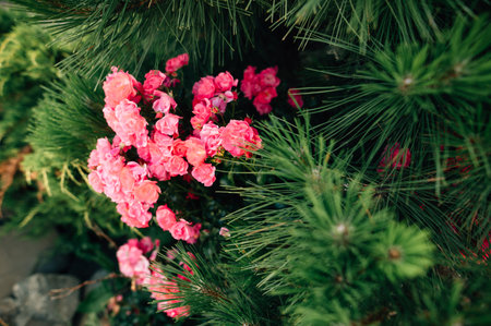 roses among the pine trees. High quality photoの写真素材