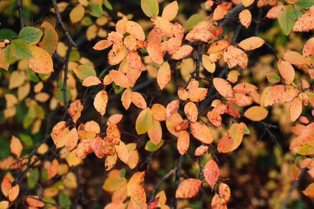autumn bush with yellow leaves. High quality photoの写真素材