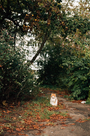 white and red cat sitting on the road. High quality photoの写真素材