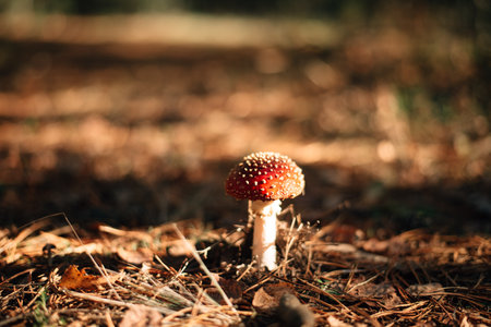 Toxic mushroom Fly Agaric in grass on autumn forest backgroundの写真素材