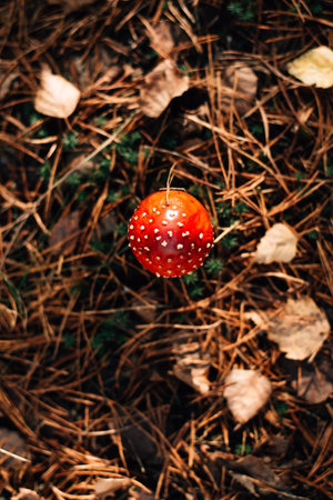 Toxic and hallucinogen mushroom Fly Agaric in grass on autumn forest backgroundの写真素材