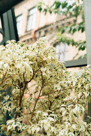white and green leaves of ficus in botanical garden