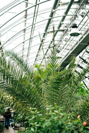 palm trees in the botanical gardenの写真素材