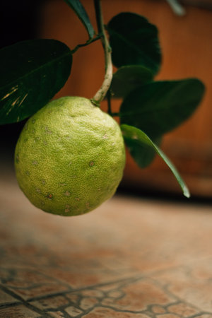 big green lemon in botanical gardenの写真素材