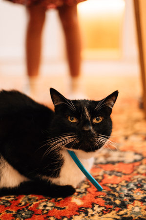 black and white cat lying on the carpet.の写真素材