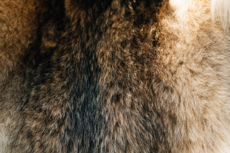 wolf fur texture light color with dark stripes close up. High quality photoの写真素材