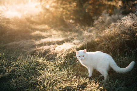 white cat on frosty grass. High quality photoの写真素材