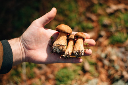 A close-up of a handful of harvested boletus mushrooms held in the hands