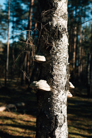 Many large mushrooms on the bark of a tree. Autumn forest. Perennial tinder mushroom that grew on the tree. High quality photoの写真素材