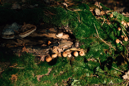 honey mushrooms on a tree with moss. High quality photoの写真素材