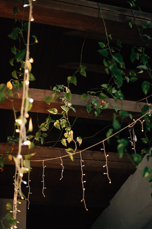 the plant is climbing on the ceiling. High quality photoの写真素材