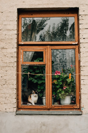 the cat is sitting outside the window. High quality photoの写真素材