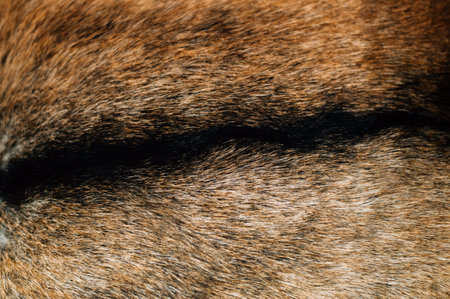 wild boar wool texture close up. High quality photoの写真素材