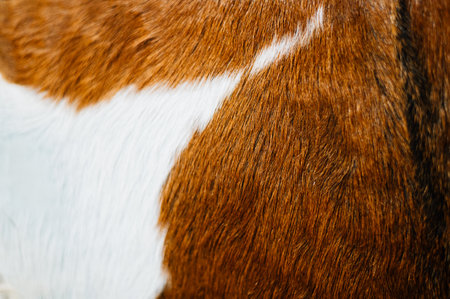 animal fur texture close up. High quality photoの写真素材