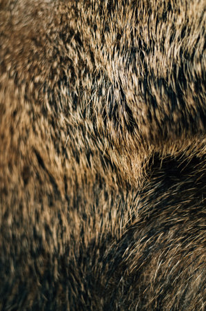 wild boar wool texture close up. High quality photoの写真素材