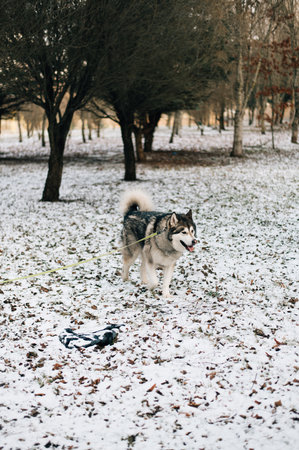 huge malamute in the forest