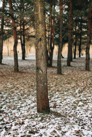 the forest is slightly covered with snowの写真素材
