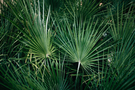 sharp palm leaves close up. High quality photoの写真素材