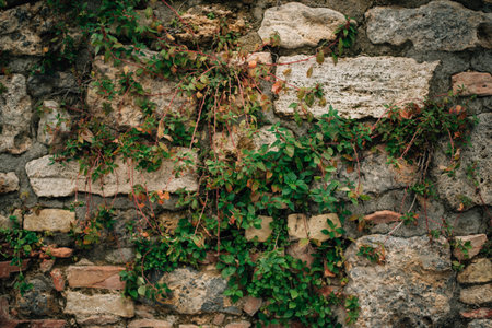 Plants grow on an old brick wall. High quality photoの写真素材