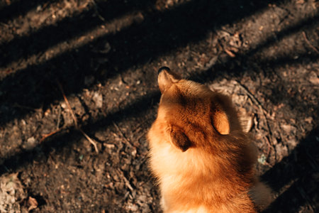 Head of a fluffy red dog. High quality photoの写真素材