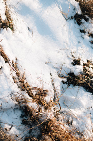 Dry grass is knocked out from under the snow. High quality photoの写真素材
