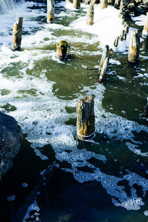 trunks of old trees in the riverの写真素材
