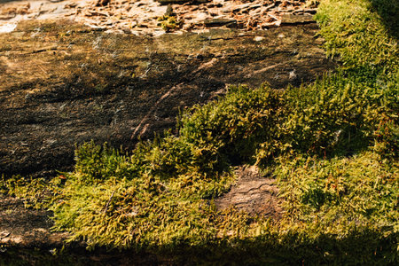 Moss cover on tree bark background. Close-up moss texture on tree surface. High quality photoの写真素材