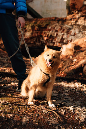 Fluffy dog is smiling outdoors. High quality photoの写真素材