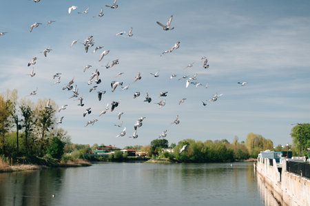 Pigeons fly over the riverの写真素材