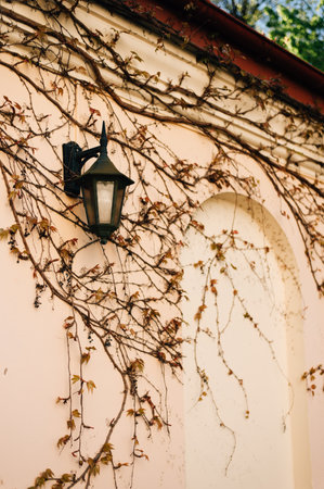 Lantern on a wall covered with plantsの写真素材