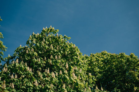 Blossoming chestnut trees and blue skyの写真素材