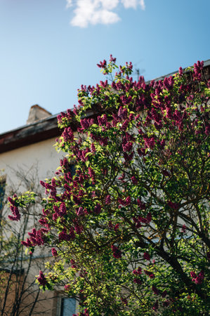 Blooming lilac and blue sky. High quality photoの写真素材