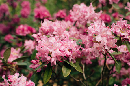 A lush bush of pink rhododendrons. High quality photoの写真素材