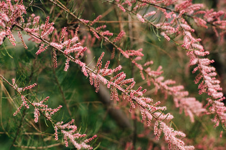 Bushes with small pink flowers. High quality photoの写真素材