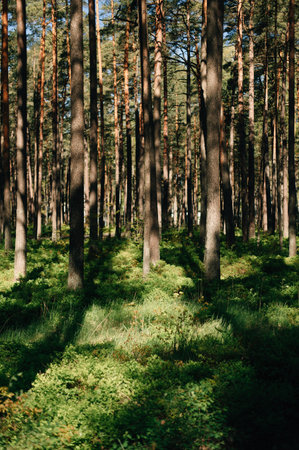 pine forest on a sunny day. High quality photoの写真素材