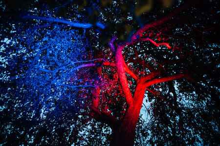 An tree illuminated with multi-colored lightの写真素材
