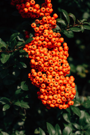 Large bunches of rowan berries