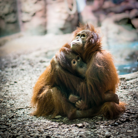 PRAYER. Tender monkeys pray in embrace.の写真素材