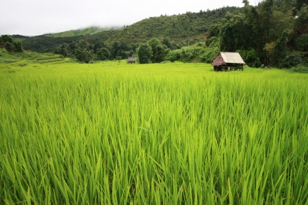 Barcelona , Mae Hong Son , Thailandの写真素材