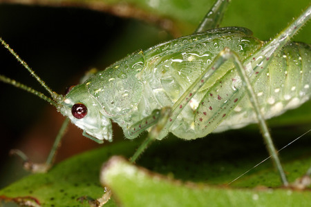 Last instar larva from the coast of Ecuador  Fauna of Cloud forest of Ecuador   Orthoptera,...