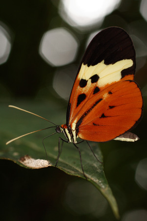 Tropical butterfly from rainforest  Fauna of Rain forest of Ecuador  Lepidoptera